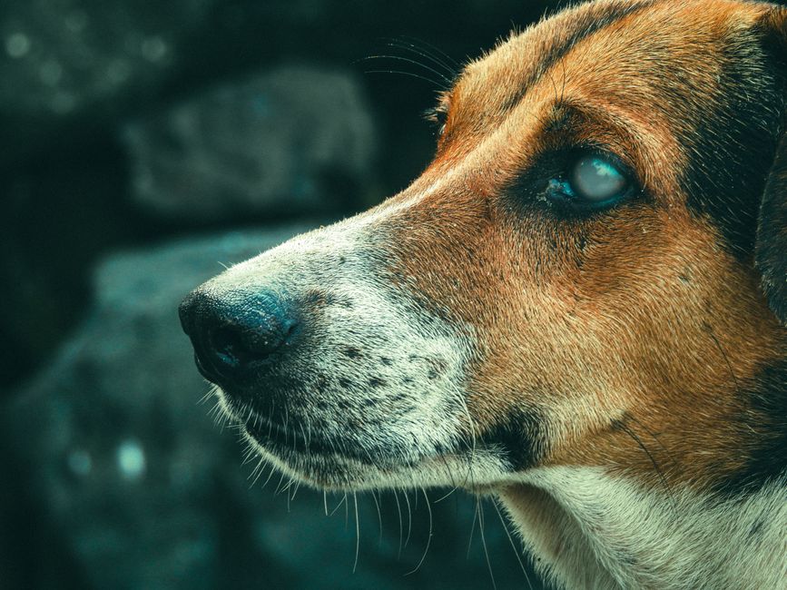 understanding corneal