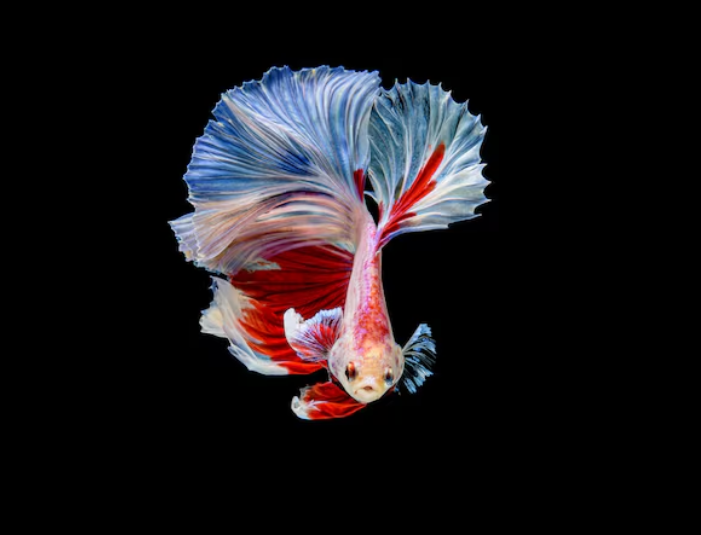 halfmoon bettas